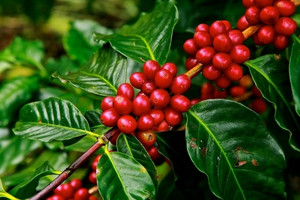 Giá cà phê hôm nay 2/2: Bật tăng 2.000 đồng tại khu vực Tây Nguyên