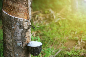 Giá cao su tháng 1 tăng mạnh với kỳ vọng kinh tế Trung Quốc hồi phục