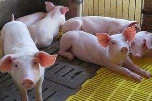 Giá heo hơi hôm nay 14/2: Tiếp đà đi xuống