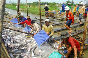 Trung Quốc khôi phục hoạt động sản xuất, giá cá tra bất ngờ tăng mạnh