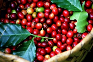 Giá cà phê hôm nay 24/2: Tăng chạm mốc 48.000 đồng/kg