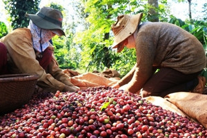 Người dân "hái ra tiền" nhờ giá cà phê liên tục tăng gần chạm mốc kỷ lục