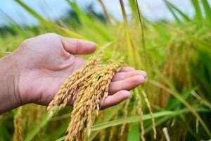 Giá lúa gạo hôm nay 1/3: Giá gạo xuất khẩu giảm mạnh