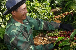Xuất khẩu cà phê Việt Nam tăng trưởng mạnh trong tháng 2