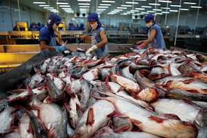 Xuất khẩu cá tra Việt Nam sang Brazil lao dốc gần 80%