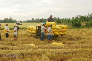 NHNN chỉ đạo đẩy mạnh cho vay thu mua, kinh doanh thóc, gạo