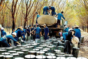 Nguồn cung dồi dào, kim ngạch xuất khẩu cao su giảm mạnh trong quý 1/2023