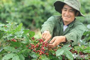 Giá cà phê hôm nay 13/4: Bất ngờ tăng gần 1.000 đồng/kg