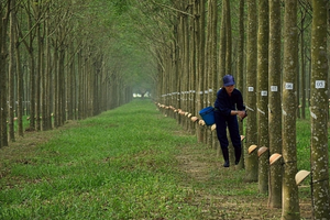 Cao su Đồng Phú (DPR): Lợi nhuận quý 1/2023 tăng mạnh, biên lãi gộp hơn 38%