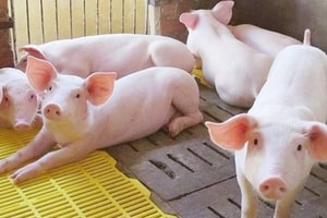 Giá heo hơi hôm nay 22/4: Tăng 1.000 đồng/kg ở khu vực miền Nam