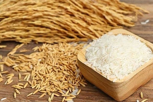Giá lúa gạo hôm nay 24/4: Tăng ở một số địa phương