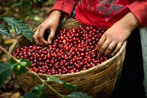 Giá cà phê hôm nay 8/5: Cao nhất 53.900 đồng/kg