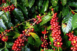 Giá cà phê hôm nay 10/5: Ổn định quanh mức 53.900 đồng/kg