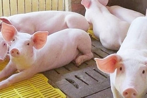 Giá heo hơi hôm nay 11/5: Chững lại do dịch tả heo châu Phi lan rộng