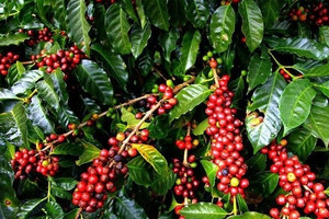 Giá cà phê hôm nay 13/5: Quay đầu giảm hơn 500 đồng/kg