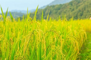 Giá lúa gạo hôm nay 16/5: Neo tại mức cao