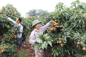 Bắc Giang: Tiêu thụ vải thiều sớm thuận lợi, giá ổn định