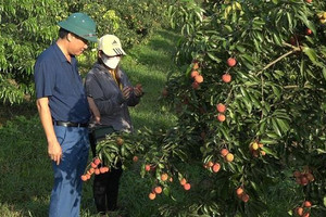 Vải không hạt Thanh Hóa lần đầu tiên có mặt tại Anh
