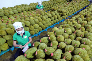 Bùng nổ đơn hàng từ Trung Quốc, xuất khẩu rau quả 6 tháng gần bằng cả năm ngoái