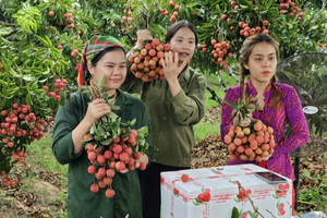 Có “đơn khủng” nhưng các gian hàng trực tuyến vẫn lo ngại điều gì?