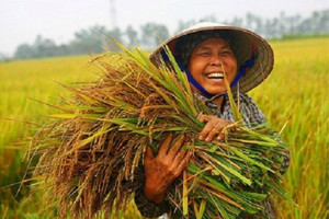 Thời cơ “vàng” cho xuất khẩu gạo Việt Nam