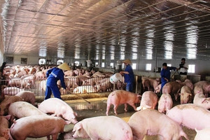 Giá lợn tăng cao, “đại gia” nuôi lợn Dabaco lãi đậm quý II