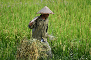 Giá gạo lên đỉnh, Việt Nam cần chớp thời cơ xuất khẩu