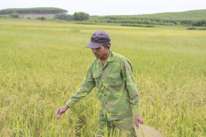 Những ngày gạo đắt...