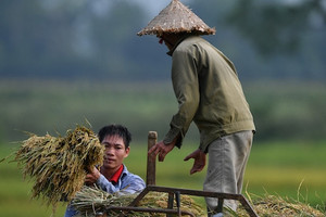 Đẩy mạnh xuất khẩu gạo, cơ hội không dài, nỗi lo lỗ ngược