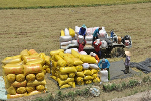 Thủ tướng yêu cầu tăng xuất khẩu gạo nhưng phải đảm bảo an ninh lương thực