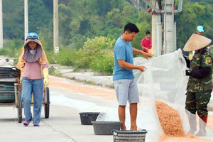 Mùa xúc 'lộc biển' ở đảo Ngọc Vừng, kiếm tiền triệu mỗi ngày