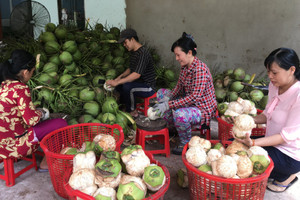 Dừa tươi Bến Tre trước cơ hội xuất khẩu chính ngạch sang các thị trường lớn