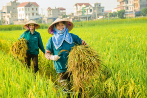 Cơ hội lớn cho gạo Việt Nam bứt phá trên trường quốc tế