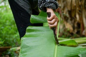 Loại lá cây ở Việt Nam không ai thèm lấy, ra nước ngoài đắt như tôm tươi, giá gần nửa triệu đồng/lá