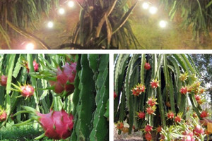 Chiếu sáng thông minh giúp thanh long Bình Thuận tăng năng suất