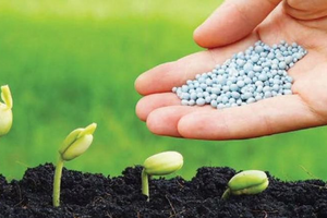Trung Quốc tạm dừng xuất khẩu phân Ure, doanh nghiệp ngành phân bón kỳ vọng lãi lớn