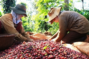 Cà phê Việt Nam 'cháy hàng' xuất khẩu dù giá lên cao kỷ lục