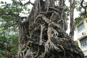 Cây sanh hàng trăm tuổi cổ nhất Châu Á của Việt Nam được uốn theo thế "mộc thạch nghênh phong", đại gia đổi 8 lô đất Thủ đô đến "rước" không được