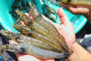 Thủy sản Cà Mau (CAT) sắp trả cổ tức bằng tiền tỷ lệ 10%