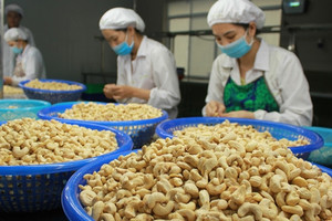 Việt Nam chi 2,73 tỷ USD nhập khẩu hạt điều