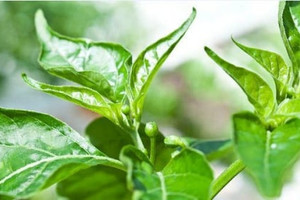 Loại lá người Việt thường bỏ đi nhưng lại là “thần dược” phòng ngừa bệnh tim mạch, tốt cho người tiểu đường