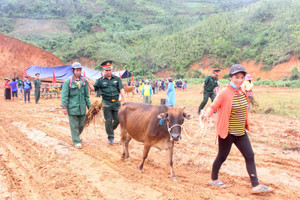 Trao bò giống, cây sâm, cây cam cho bà con biên giới Quảng Nam