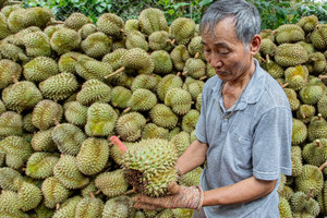 ‘Vua trái cây Việt Nam’: Sốt giá chưa từng có, lập kỷ lục lịch sử 1,63 tỷ USD