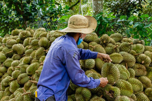 Một năm hiếm có, nông dân thu hàng chục nghìn tỷ từ trái sầu riêng