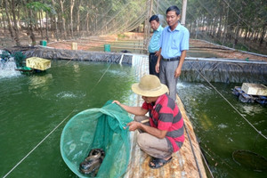 Nhờ nuôi loại cá được ví như “nhân sâm nước”, anh nông dân tên Giàu miền Tây thu về hàng trăm triệu một năm