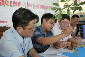 Lo 'quốc bảo' giả tràn thị trường, Quảng Nam hành động khẩn