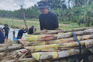 Nhà máy ngưng hoạt động, nông dân trồng mía như 'ngồi trên lửa'