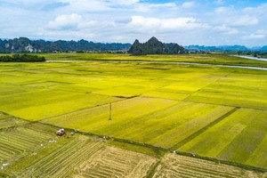 Nhà đầu tư nản lòng vì tích tụ ruộng đất: ‘Cần ngân hàng đất nông nghiệp’