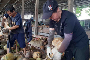 Loại quả "chất lượng nhất thế giới" của Việt Nam được Mỹ, Trung Quốc xếp hàng săn đón, là 'quả vàng, quả bạc' rất tốt cho tim, da và giảm cân