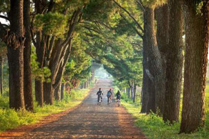 Ngắm nhìn con đường với hàng thông trăm tuổi, tuyệt đẹp như trong phim Hàn tại vùng đất đại ngàn của Việt Nam